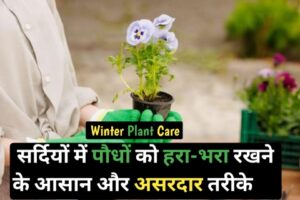 Winter Plant Care