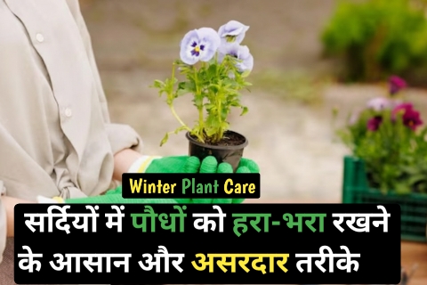 Winter Plant Care
